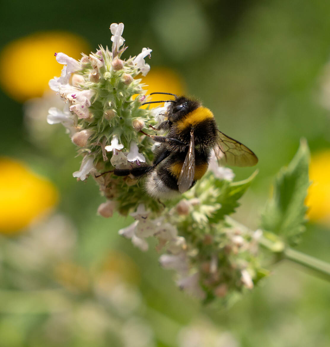 Bourdon à l'assaut!