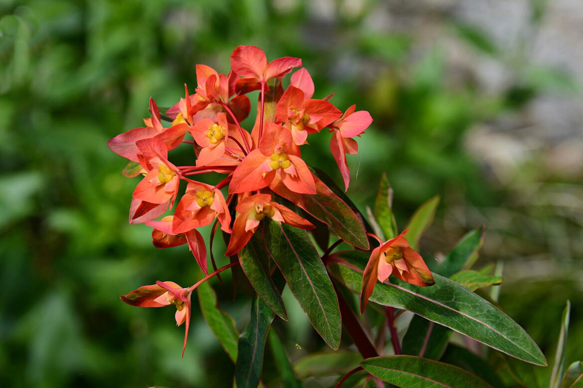 Orange et vert