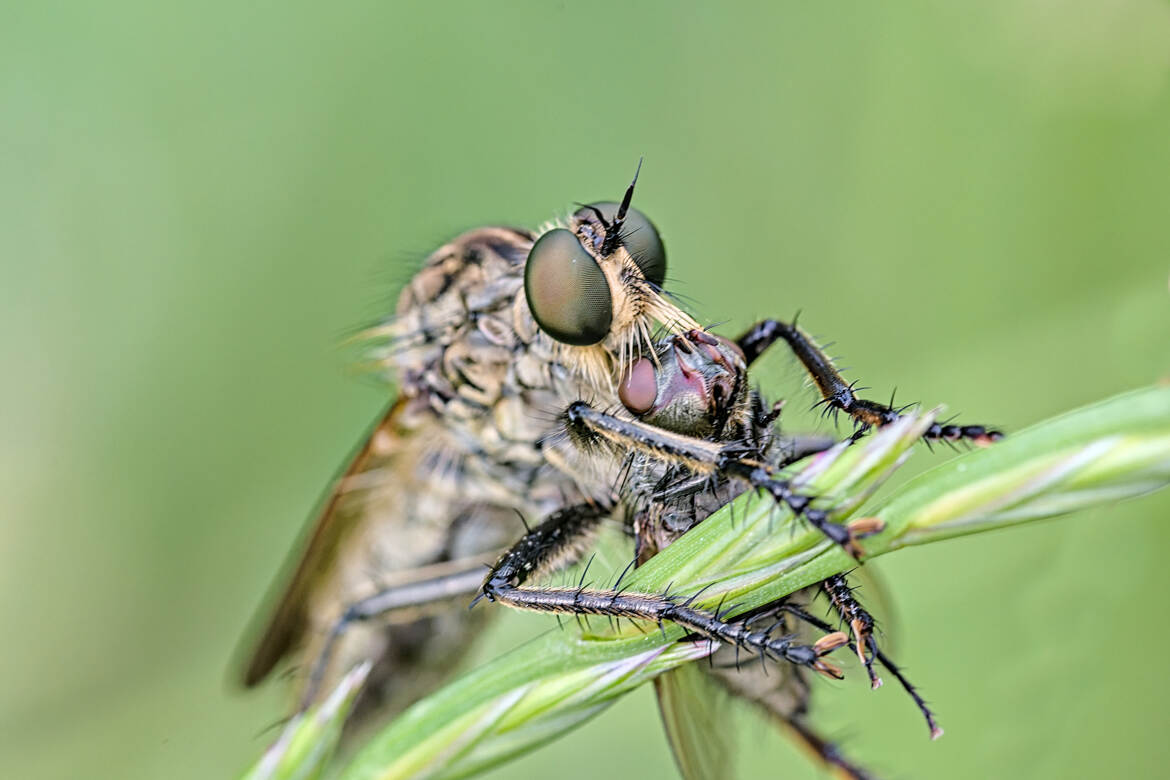 Ma mouche, mon repas (2)