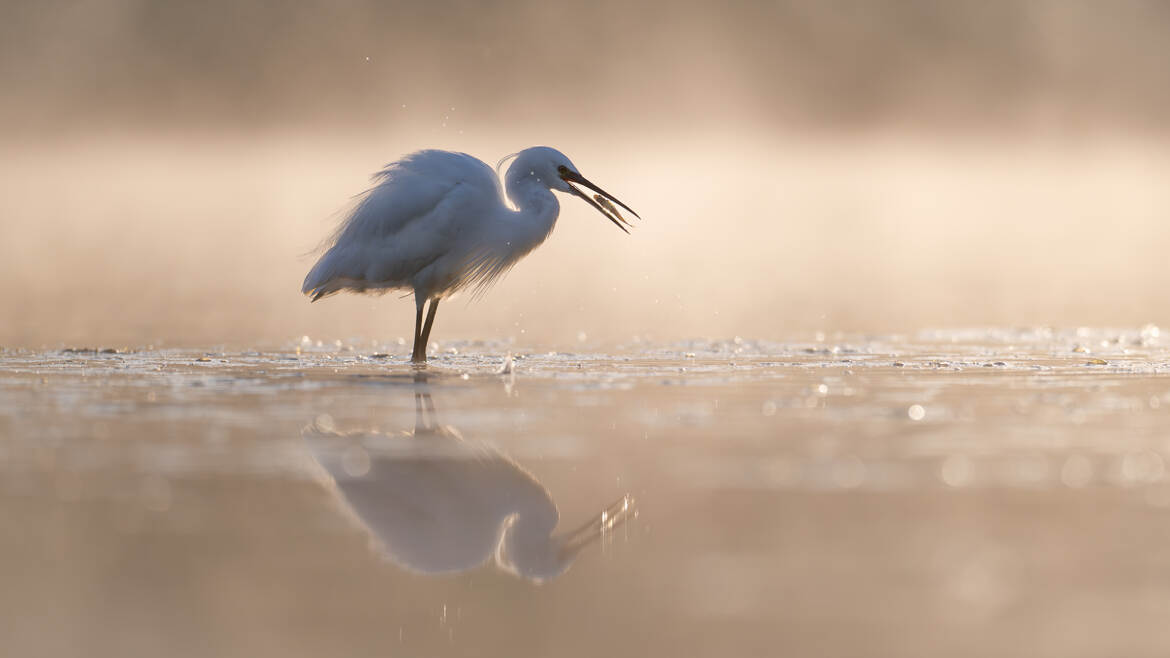 Pêche dans la brume