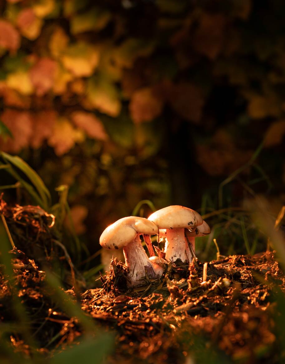 Couleur d automne bis