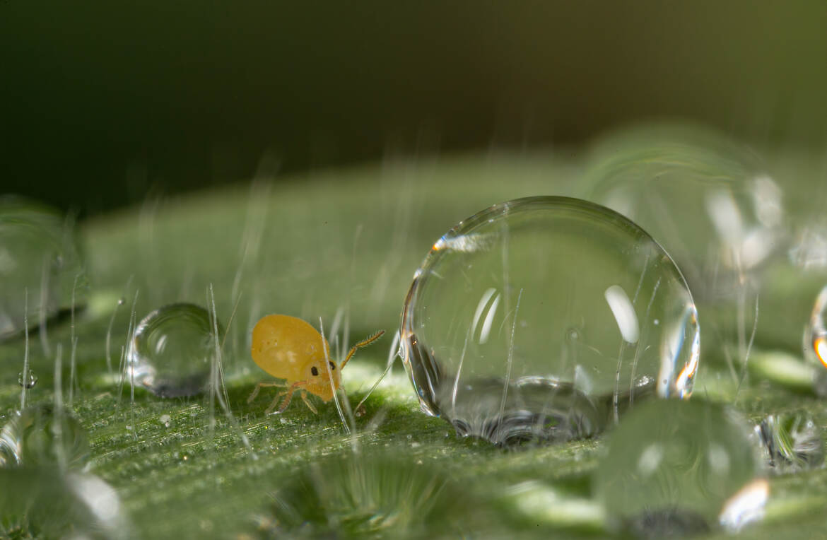 Toute fraîche du matin!