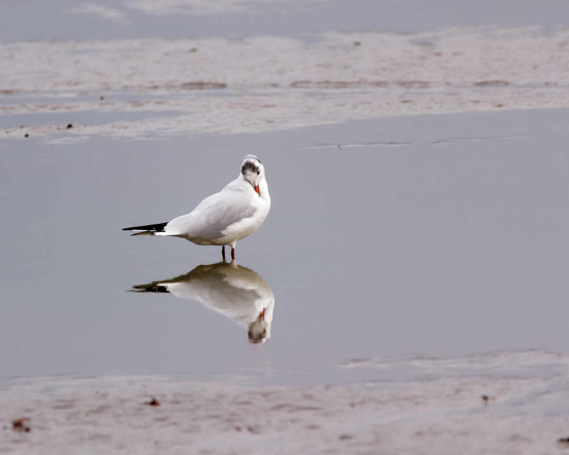 Mouette