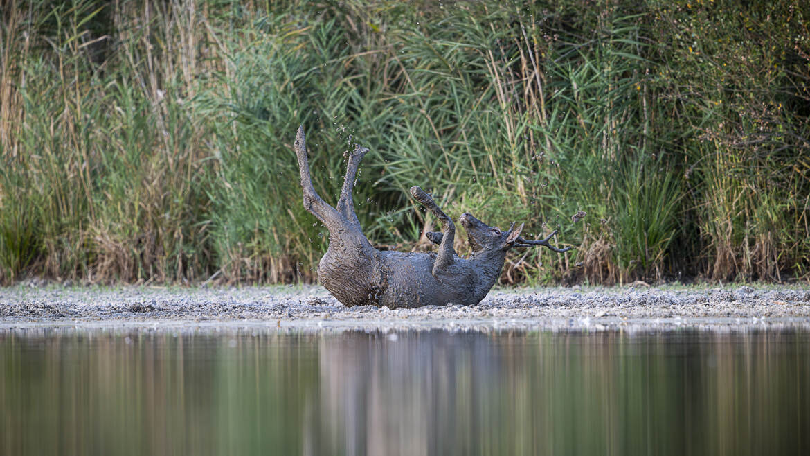 les quatre fers en l'air