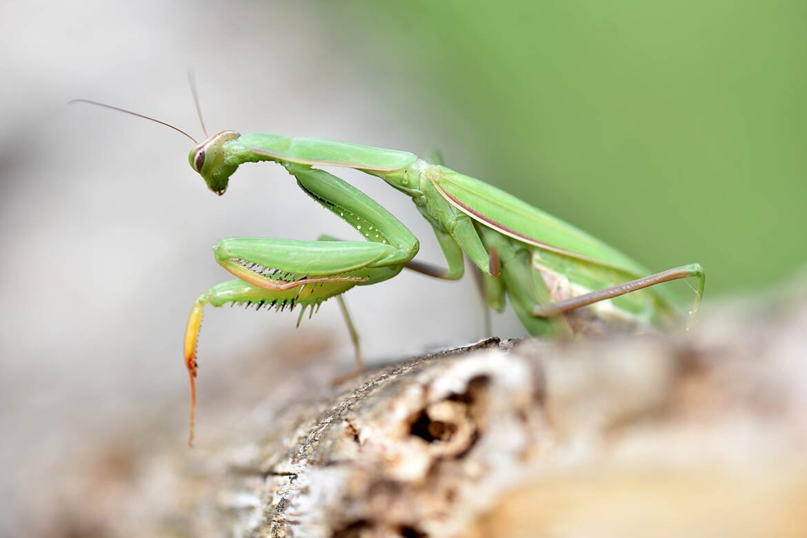 L'élégance de la Mante