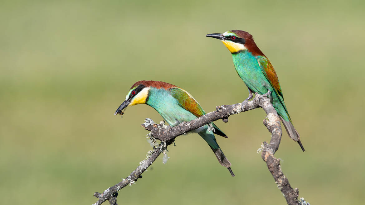 Bientôt de retour ....