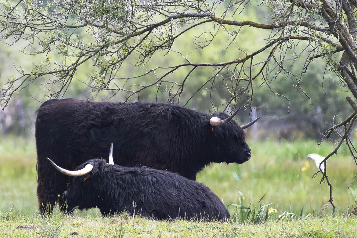 Vaches Highland