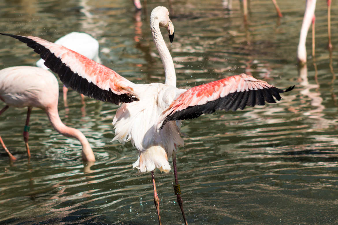 Flamants rose