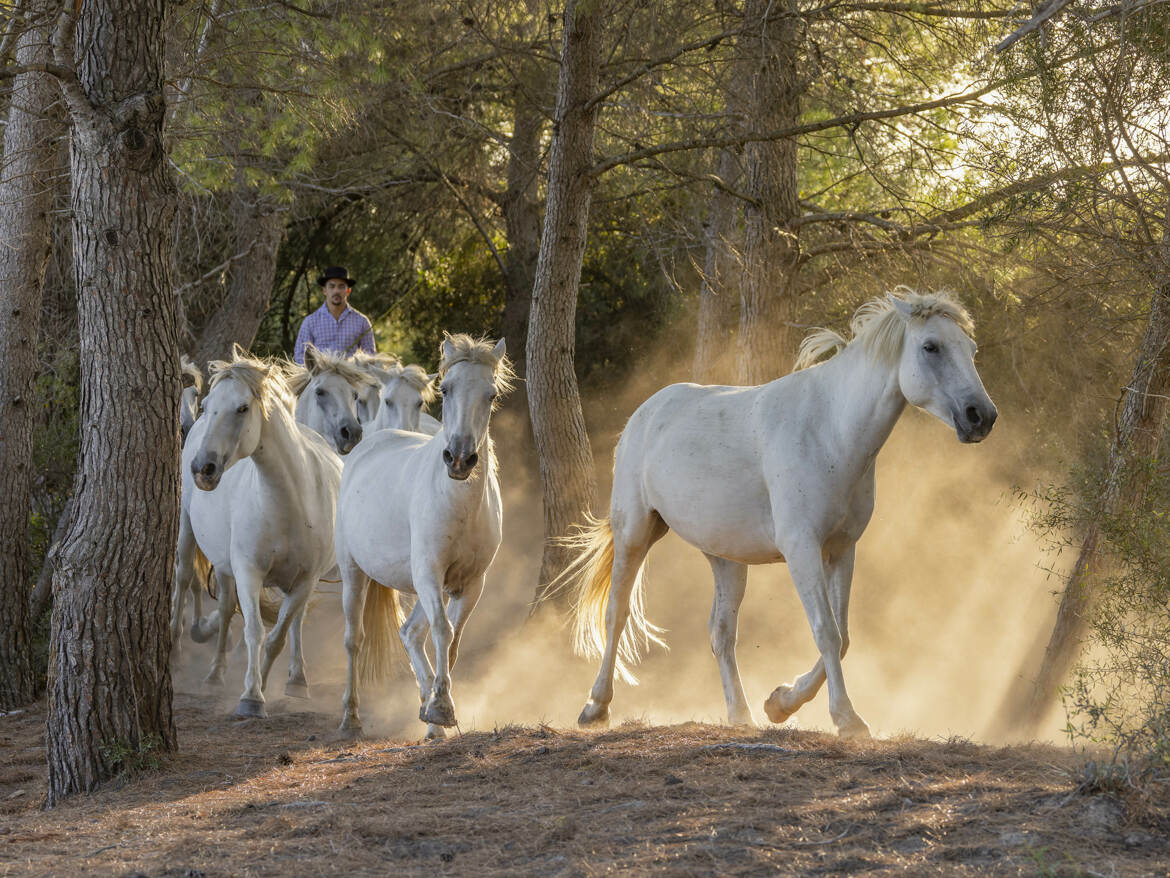 Chevaux camarguais dans la Pinède.