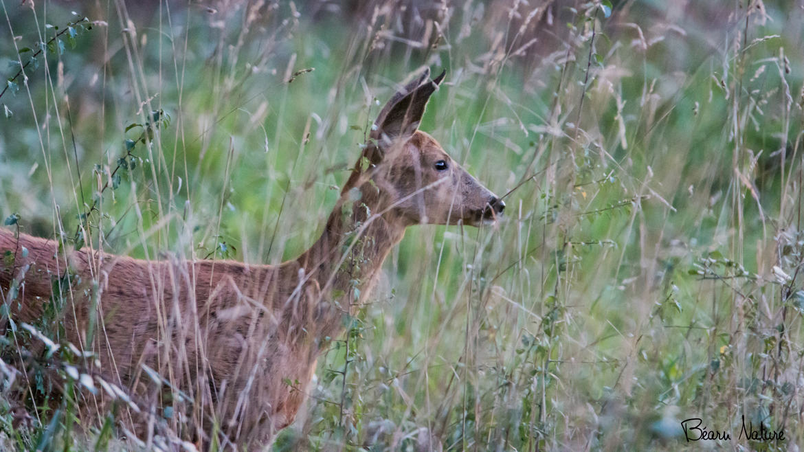 Ma biche