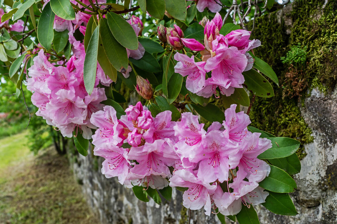 Rhododendron ?