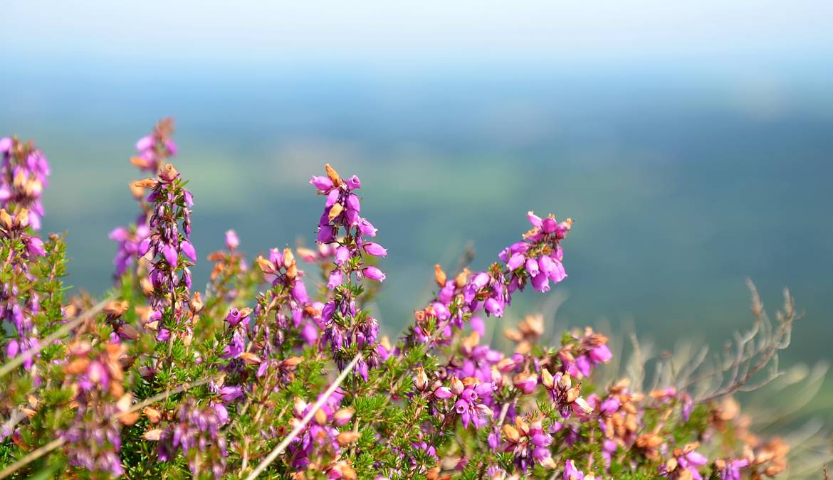 Fleur de bretagne