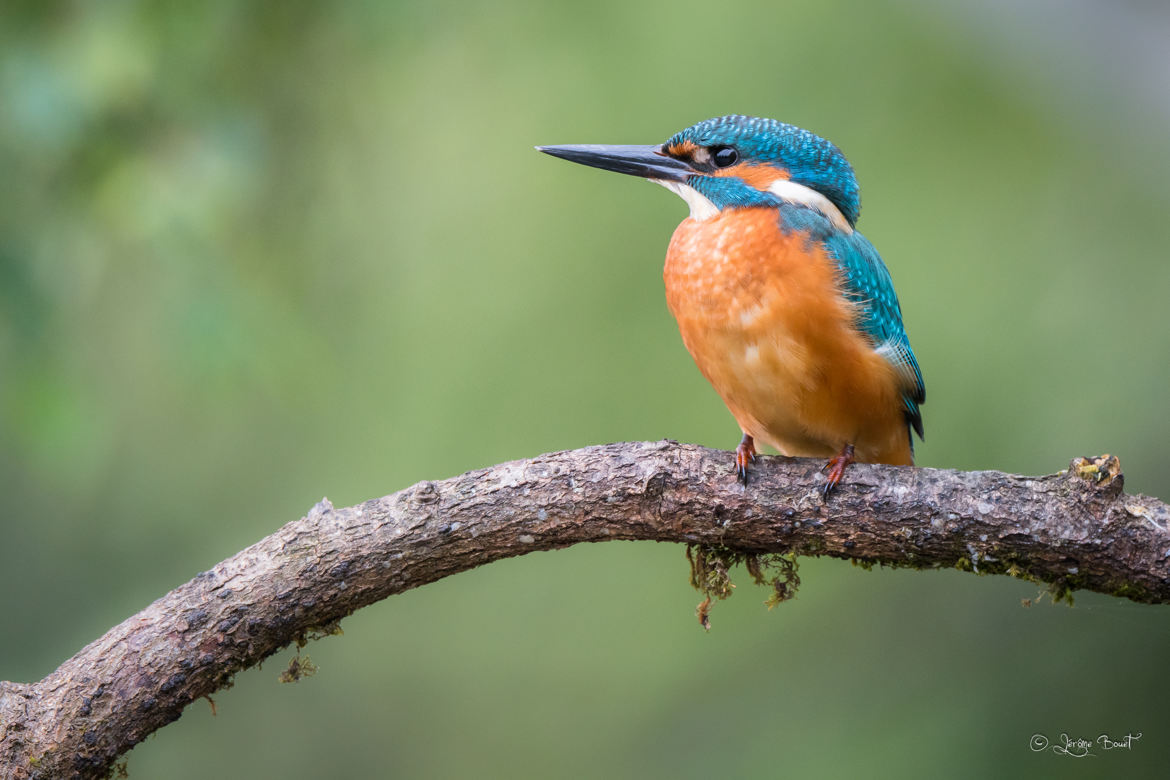 Un pêcheur hors pair