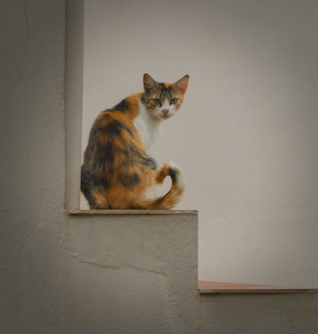 Chat crétois