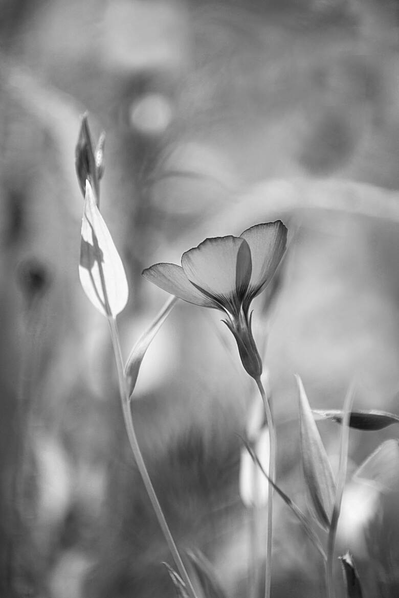 linum decumbens