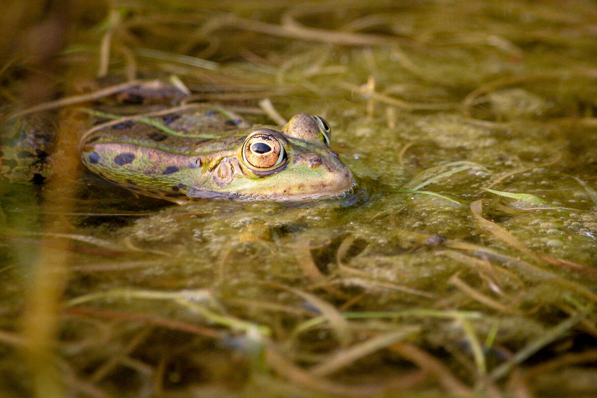 L'oeil de madame grenouille