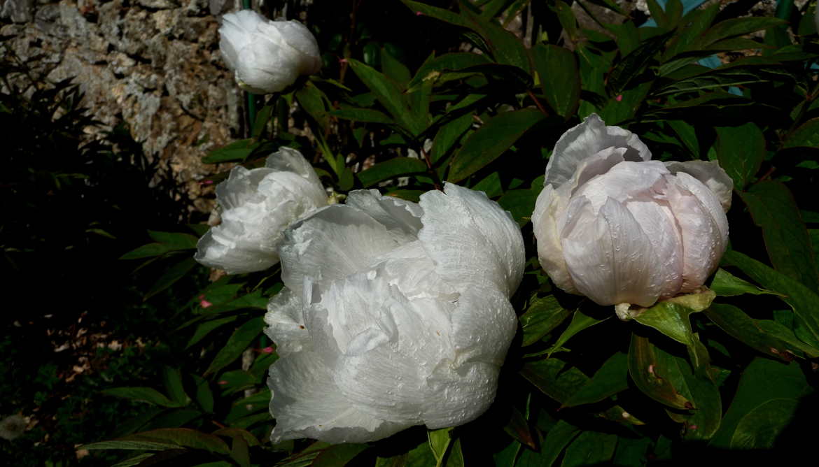 pivoines nacrées papier de soie