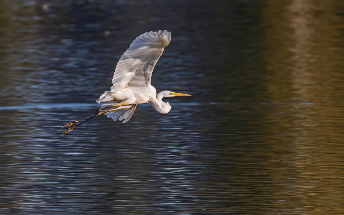 Grande Aigrette