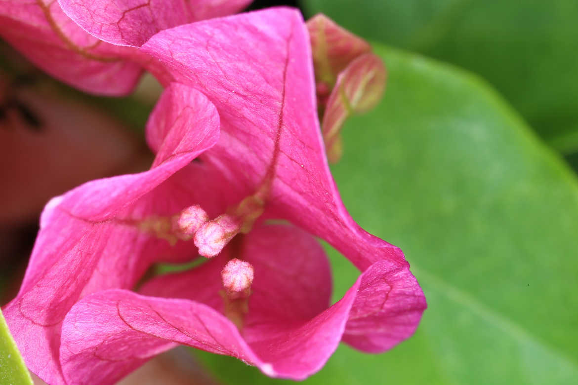 Petites fleurs décoratives