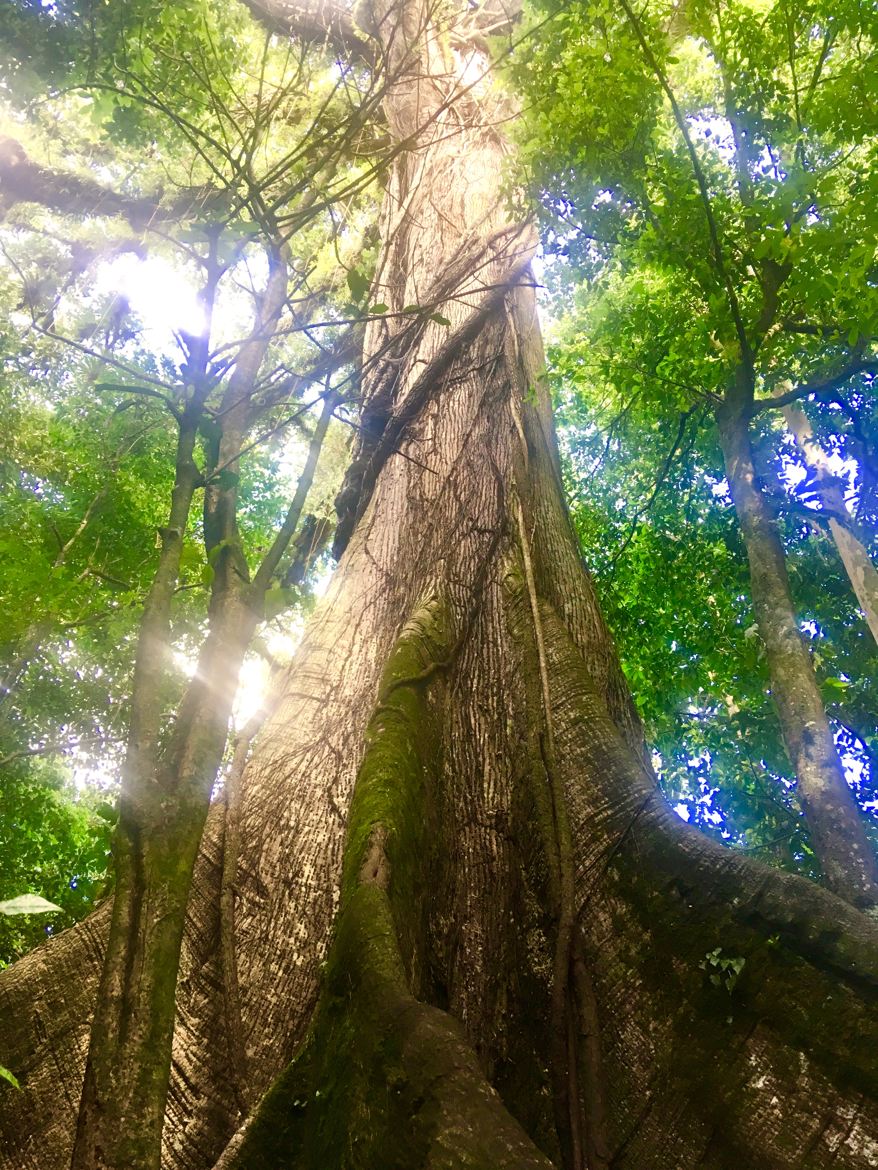 Magical tree