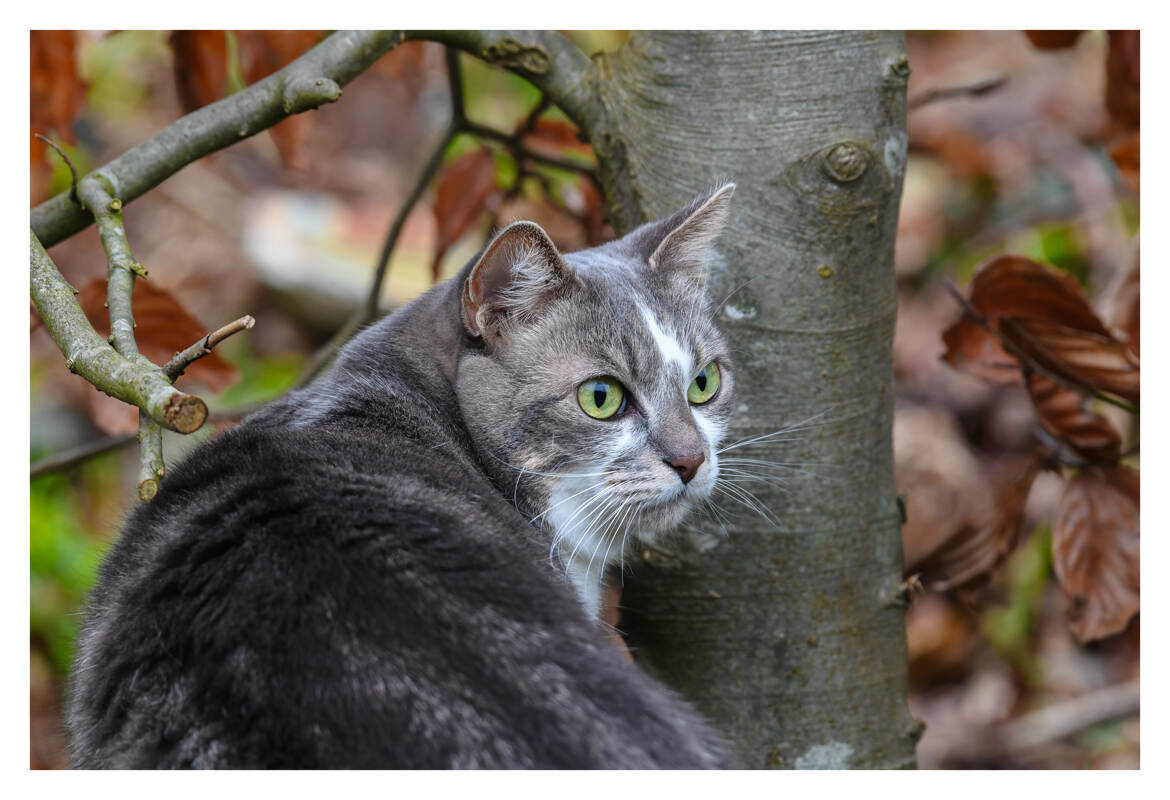 Elle me semble particulièrement concentré