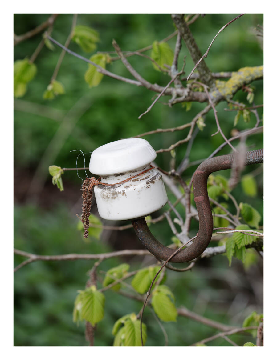 Chatons de noisetier, accrochés à l'isolateur,