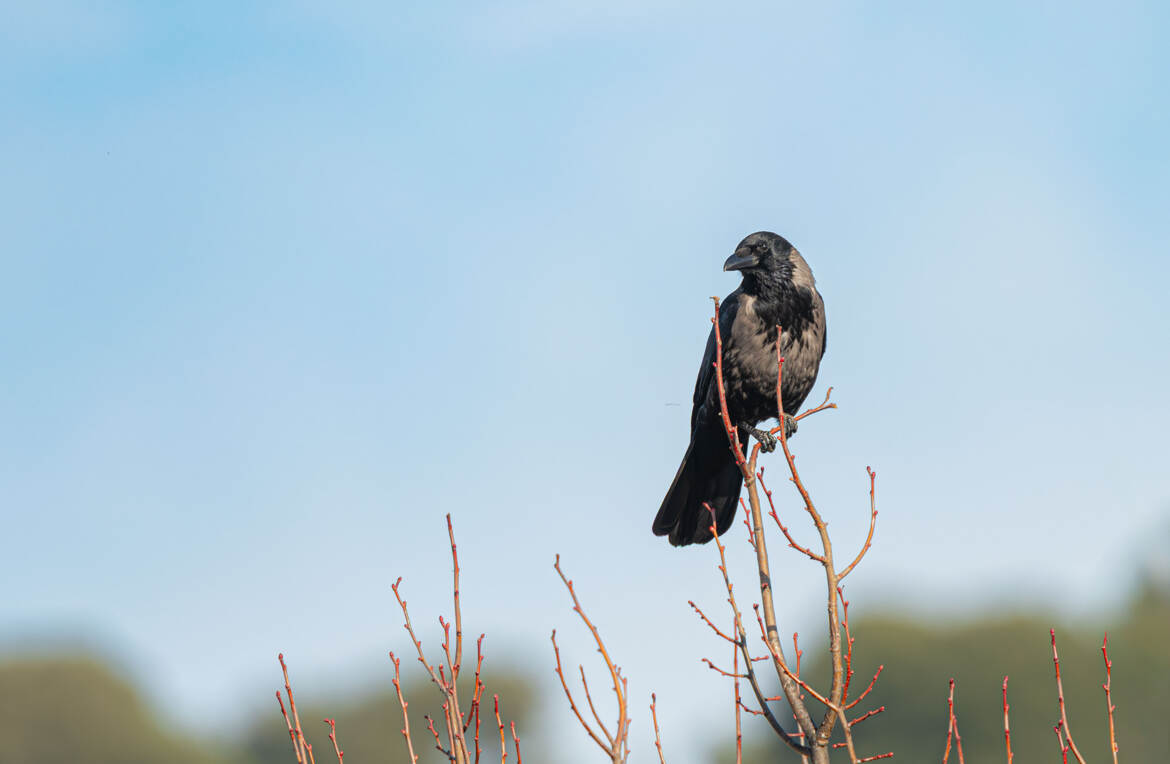 "A LA CIME DES ARBRES"