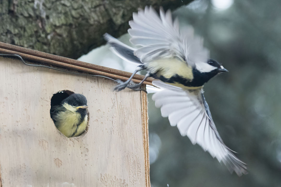 Mésange en mission de nourrissage