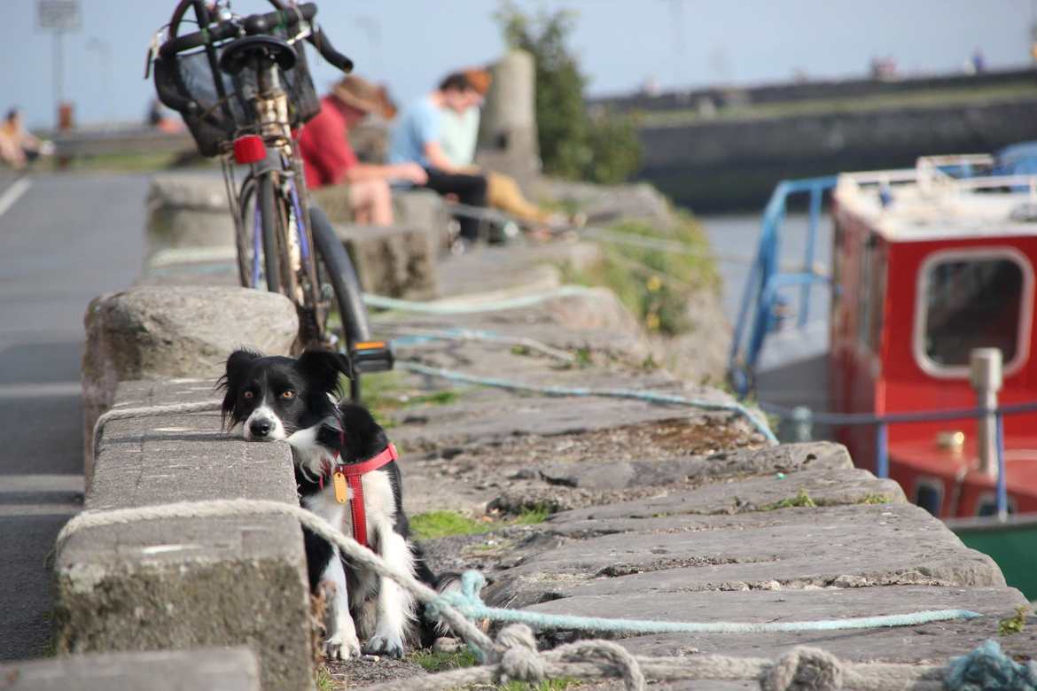 Dog in Galway
