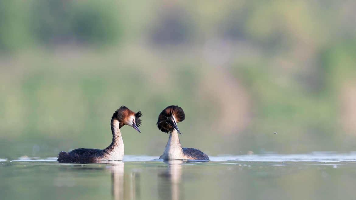 l'amour des grèbes