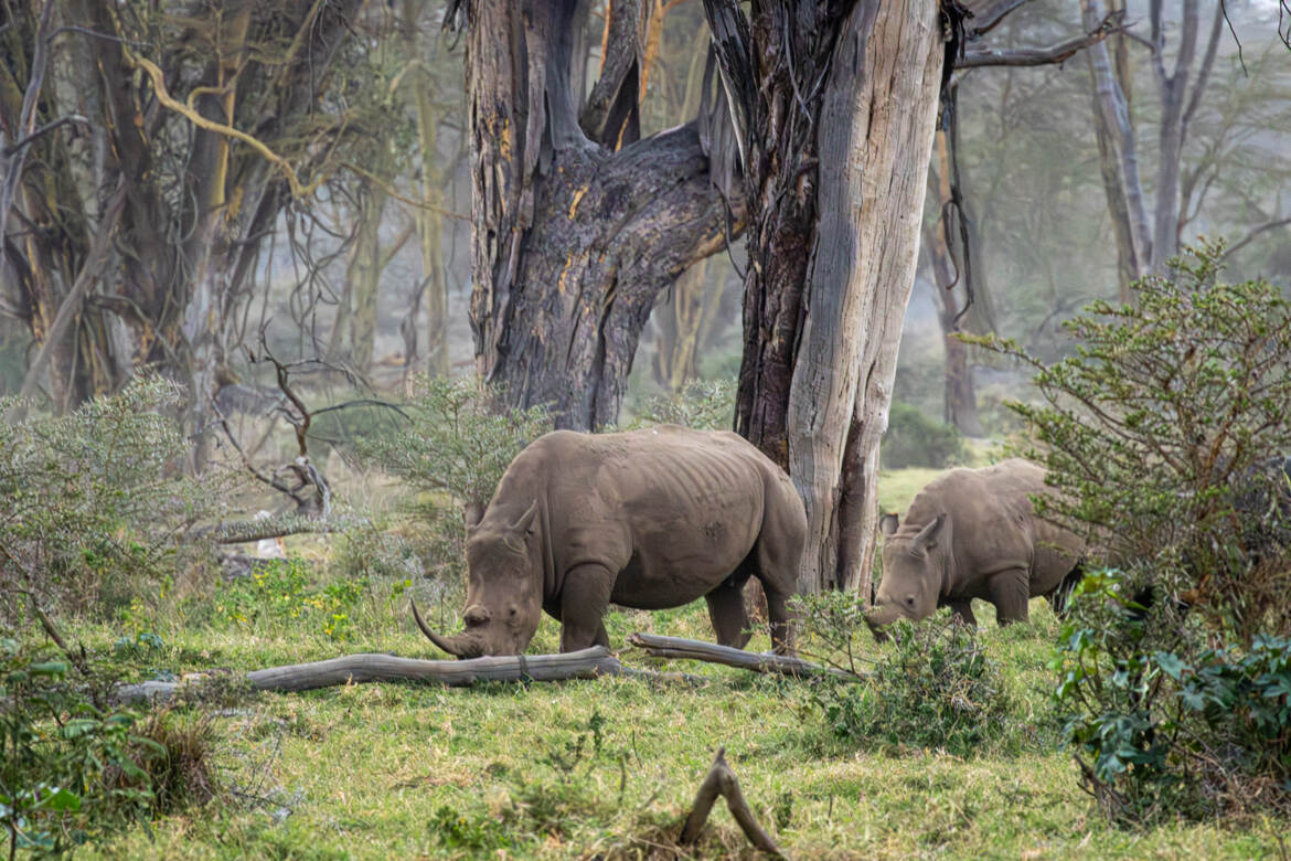 fotoduelo Mai 2025 - Animaux