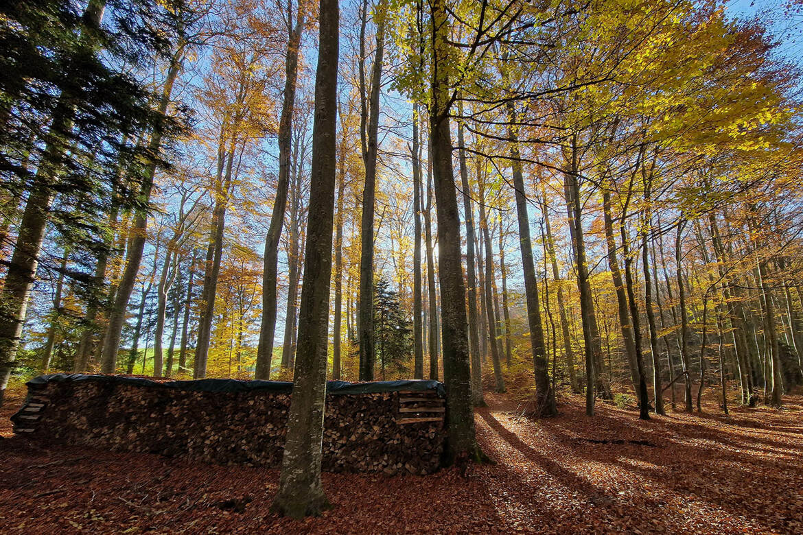Ici c'est le printemps...