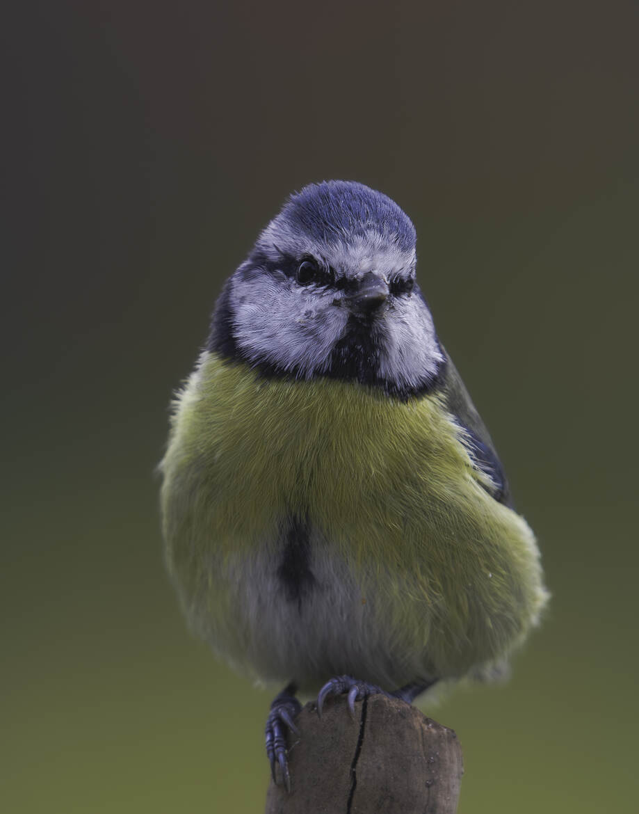 Une petite pose pour le photographe !