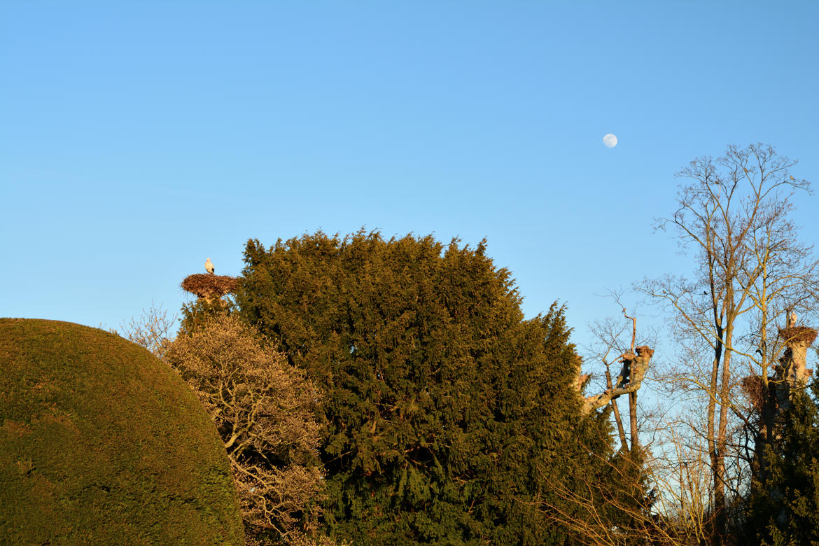 deux cigognes pour une lune