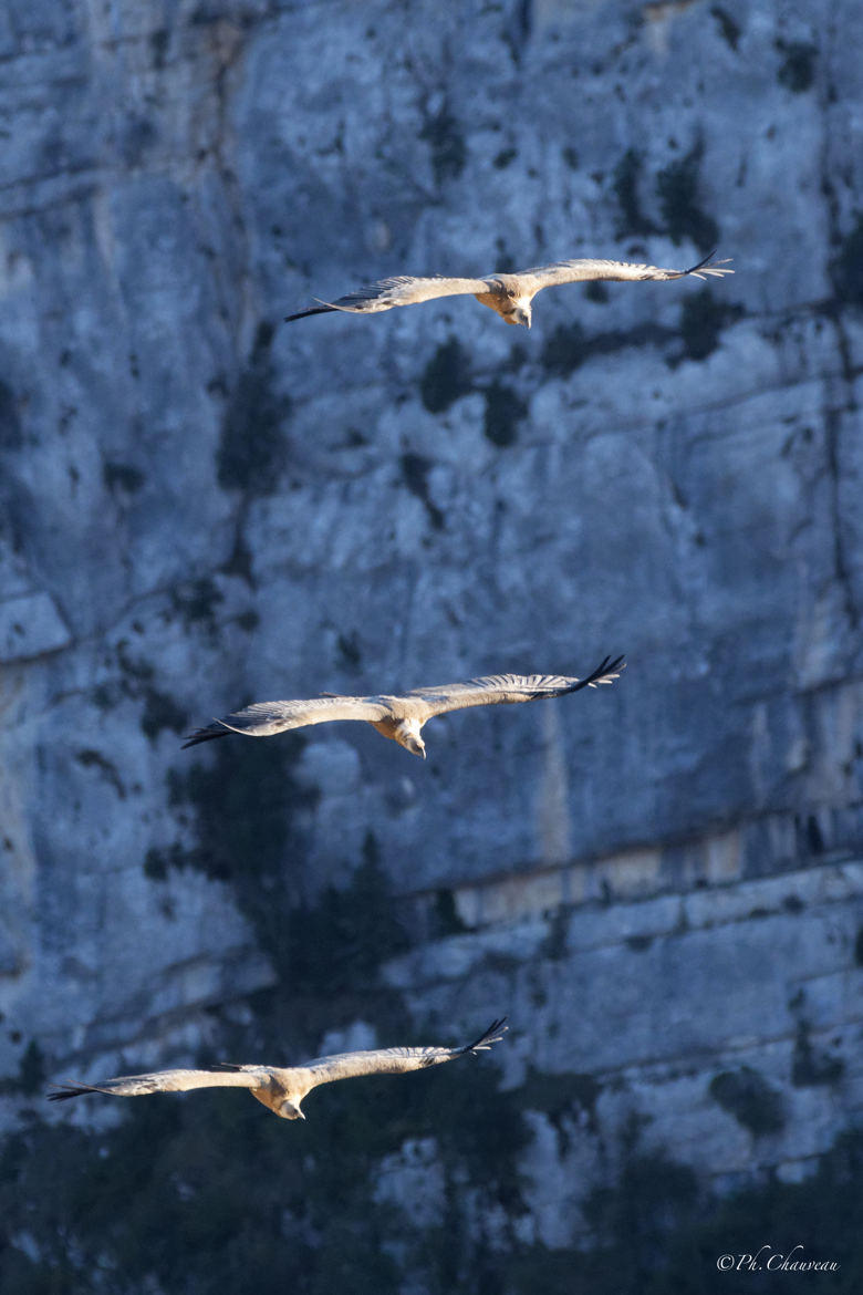 L'escadrille.