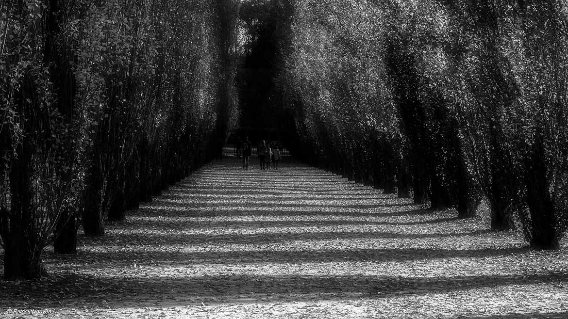 Une allée d'ombres