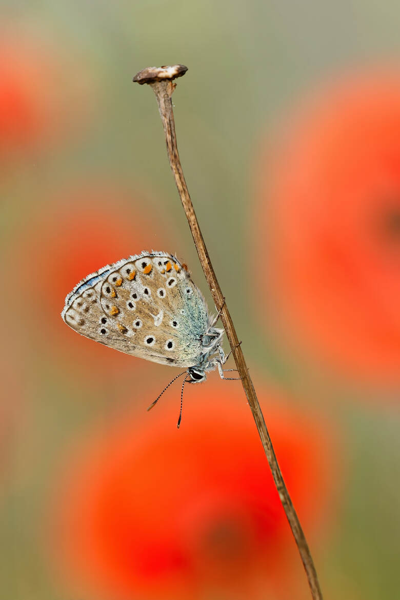 Quand tu poses devant des coquelicots...