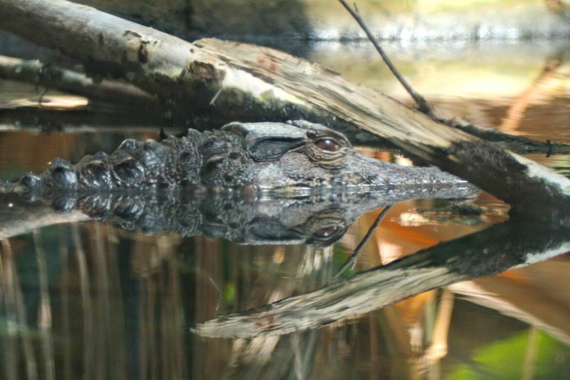 Méfiez vous des calmes eaux