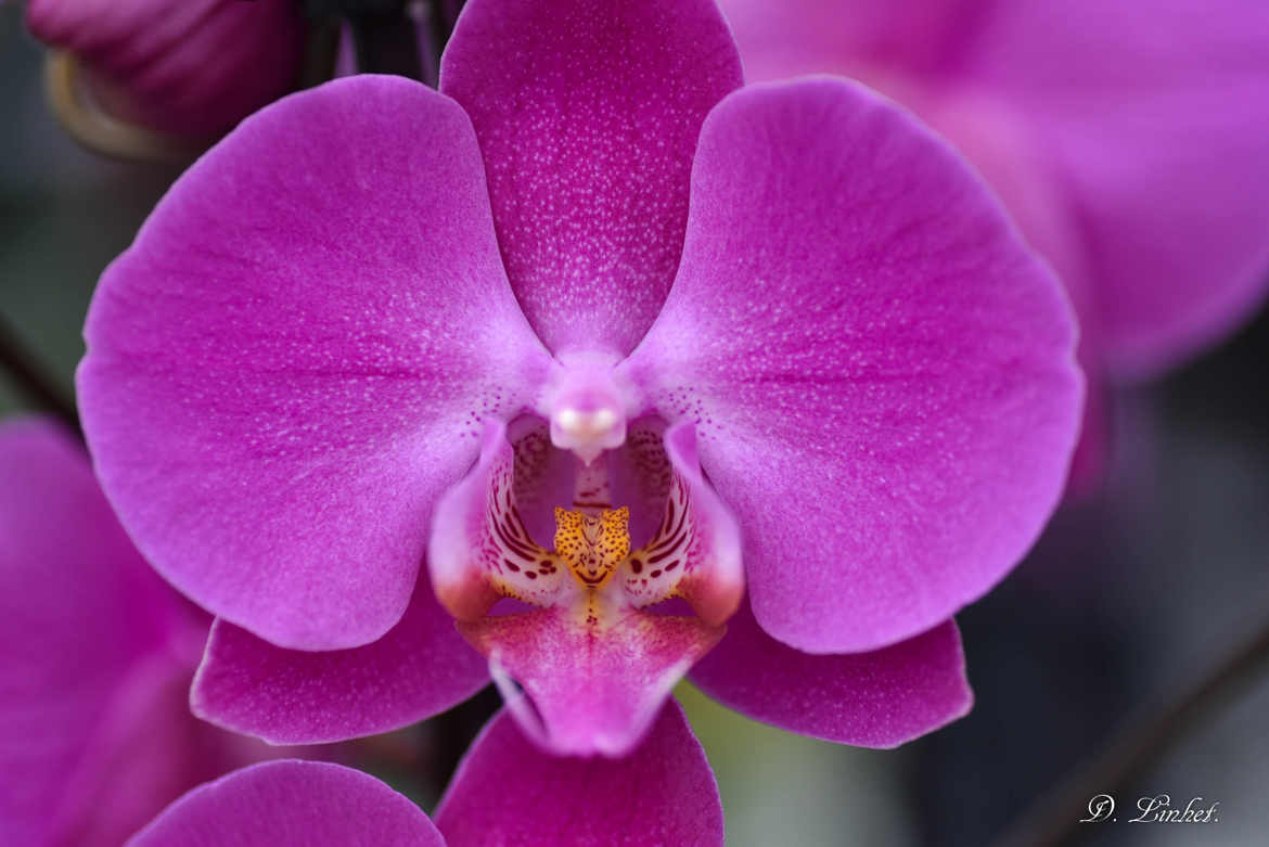 coeur d'orchidée