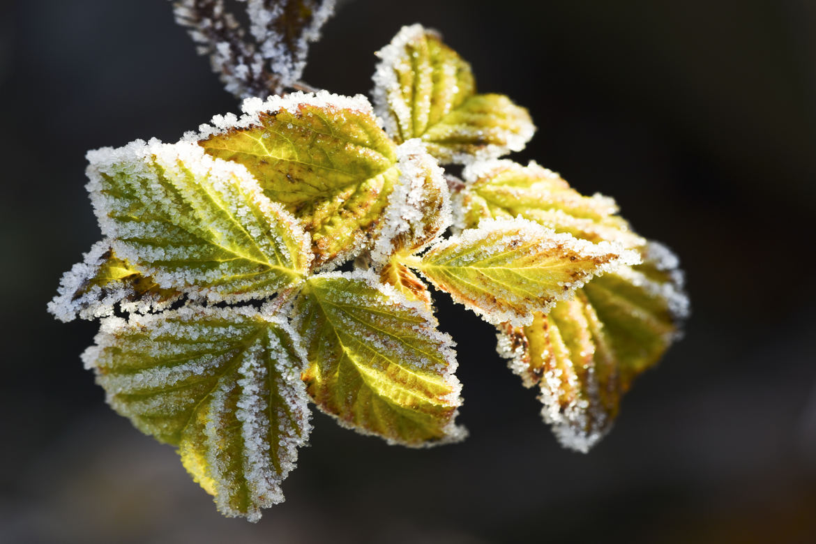 feuilles de framboisier