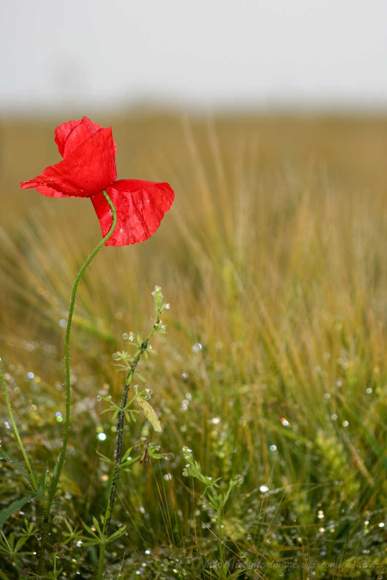 Coquelicot