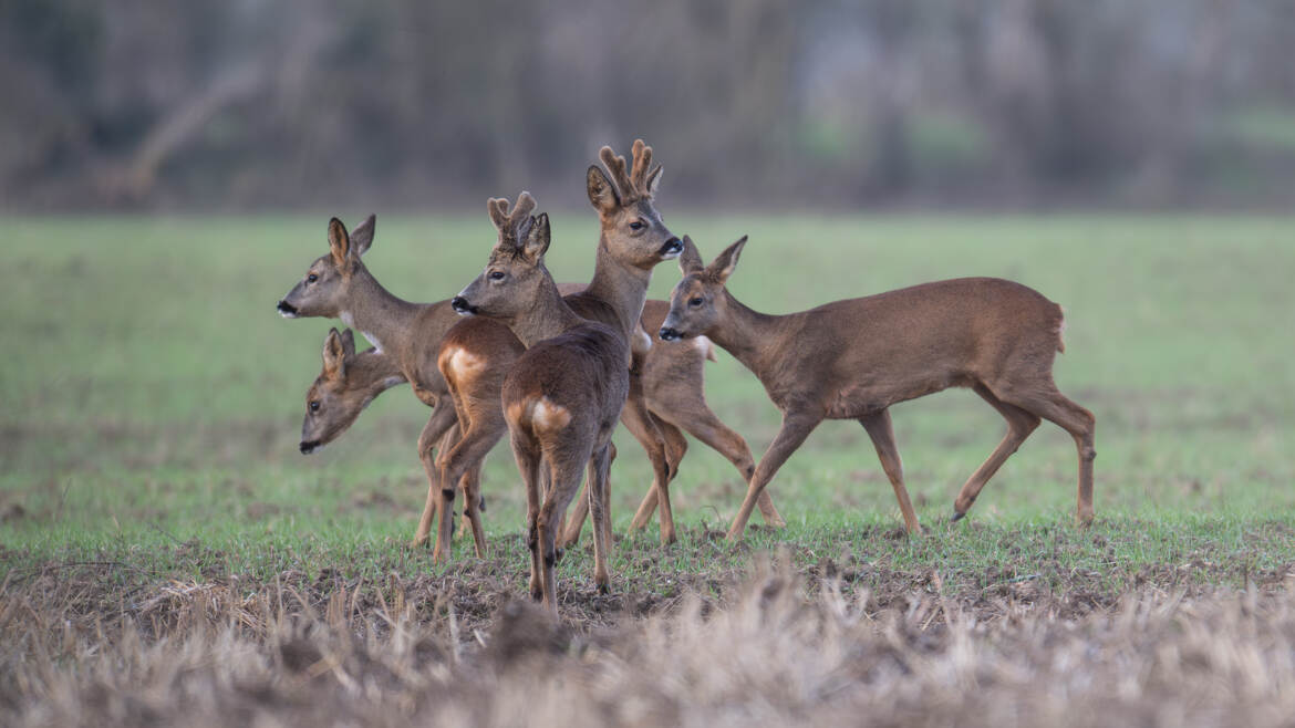 Des couronnes en velours
