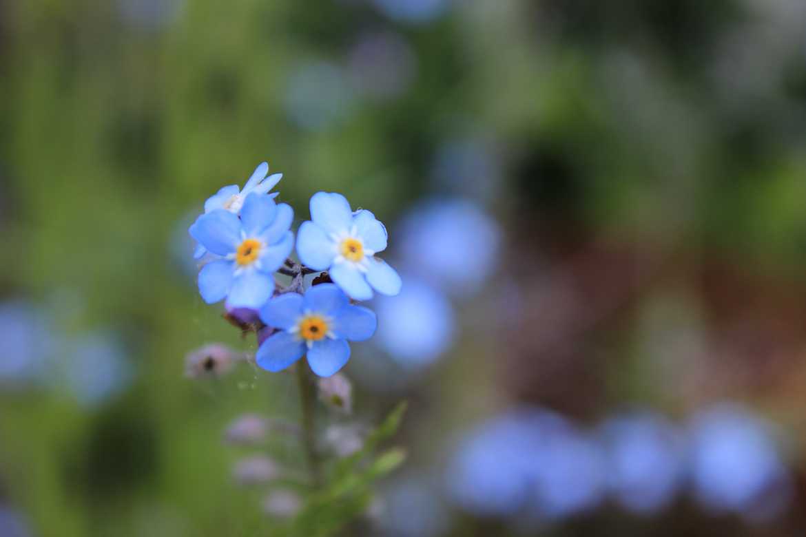 Myosotis des champs