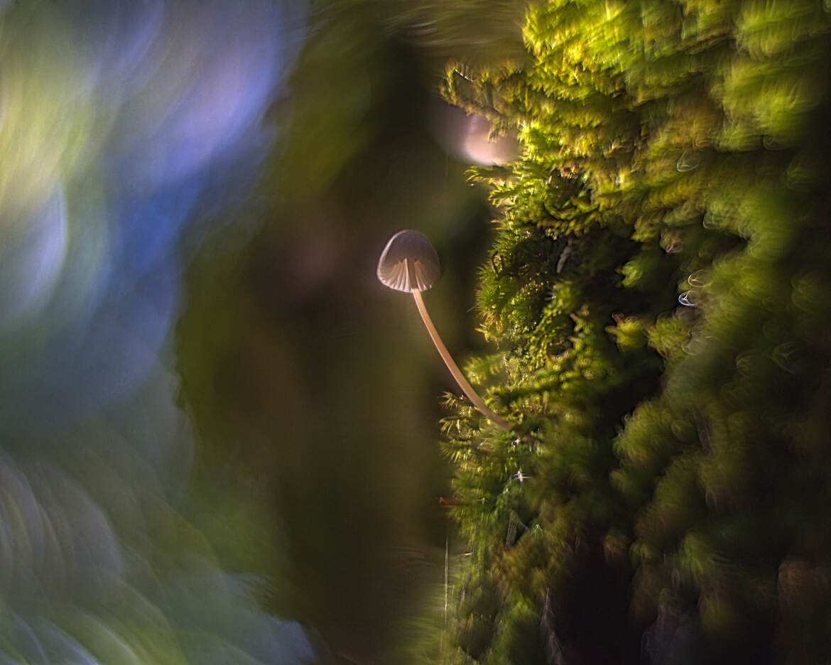 Hélios et le champignon