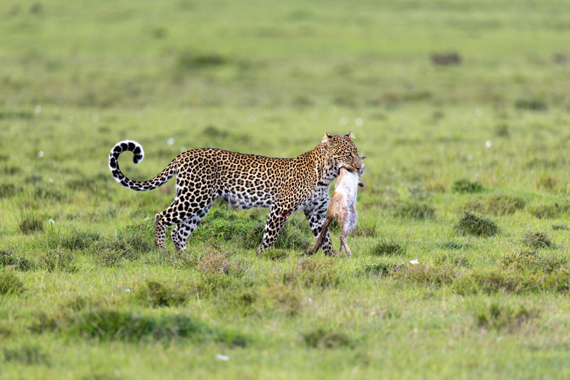 Retour de chasse