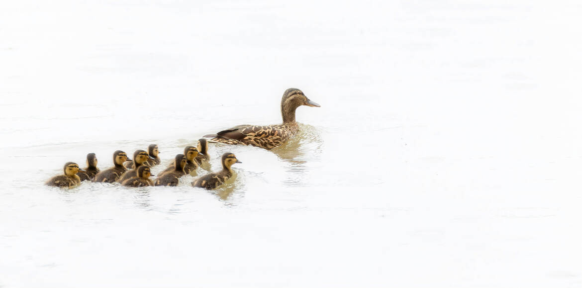 Belle famille