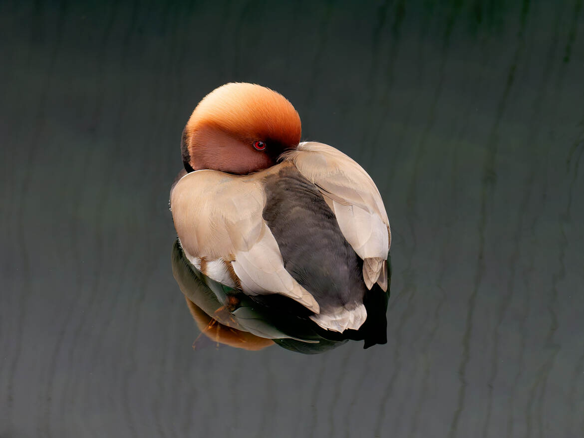 Monsieur Nette rousse