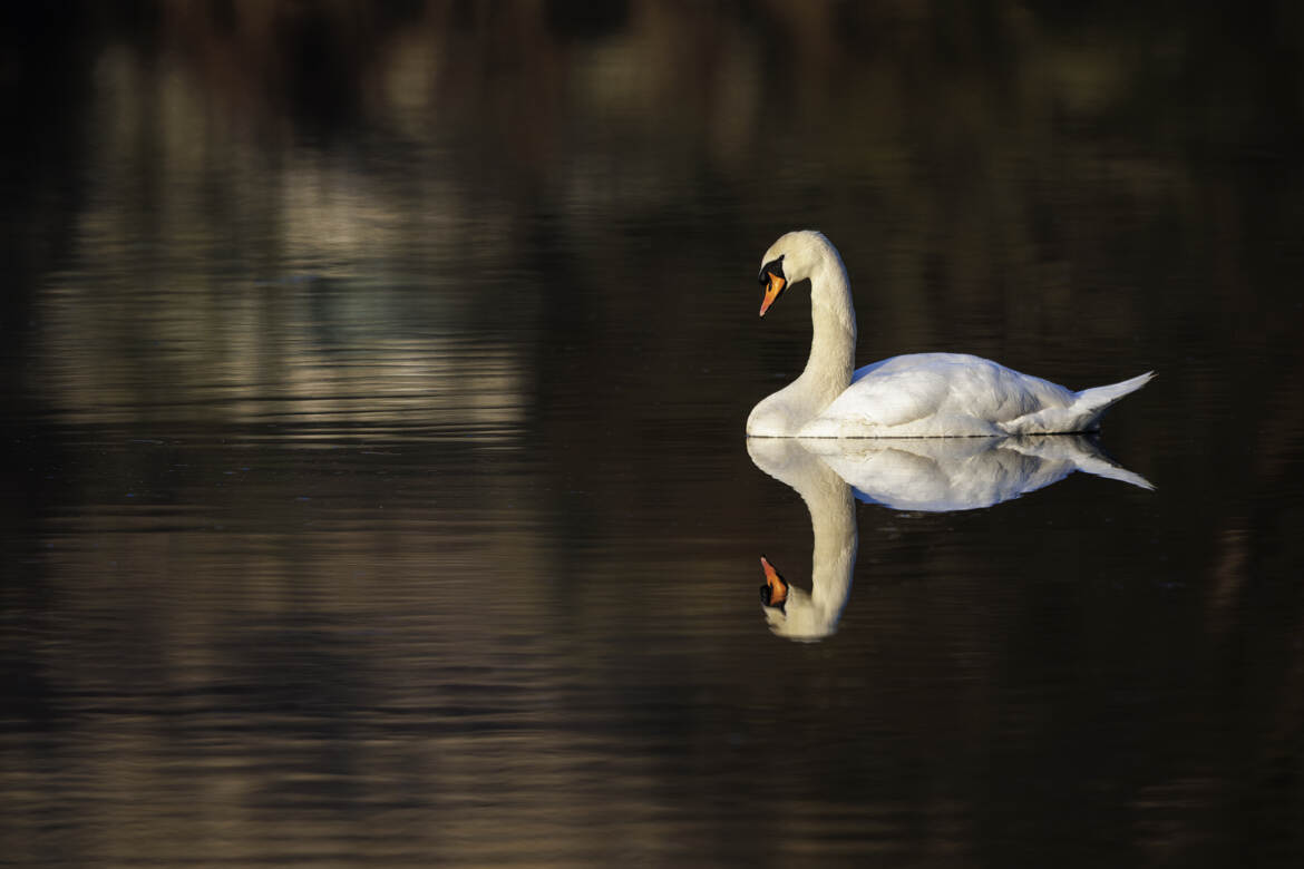 Sous le signe du bélier