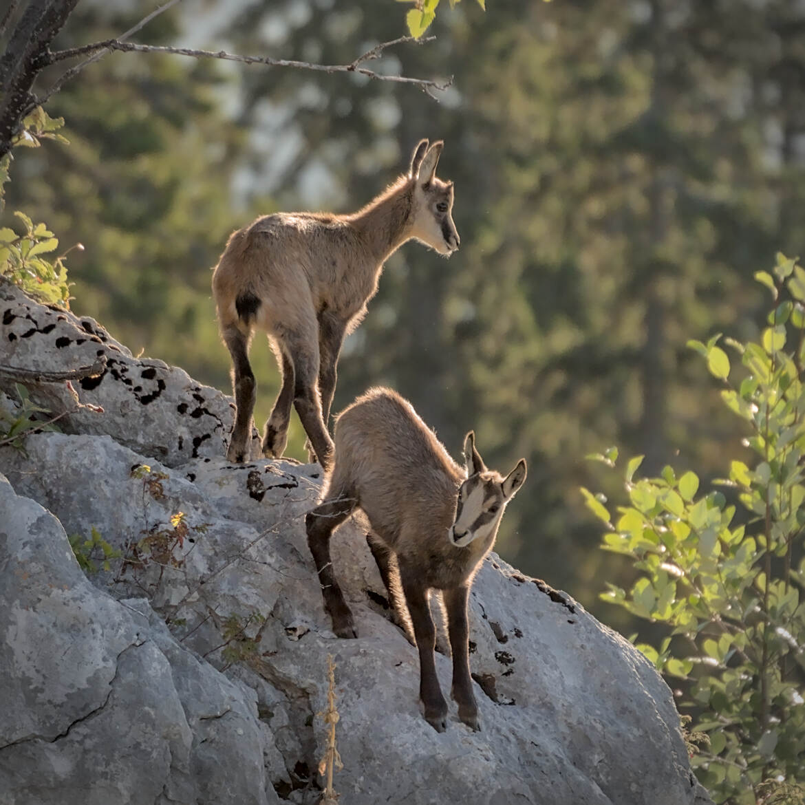 Apprentissage du milieu