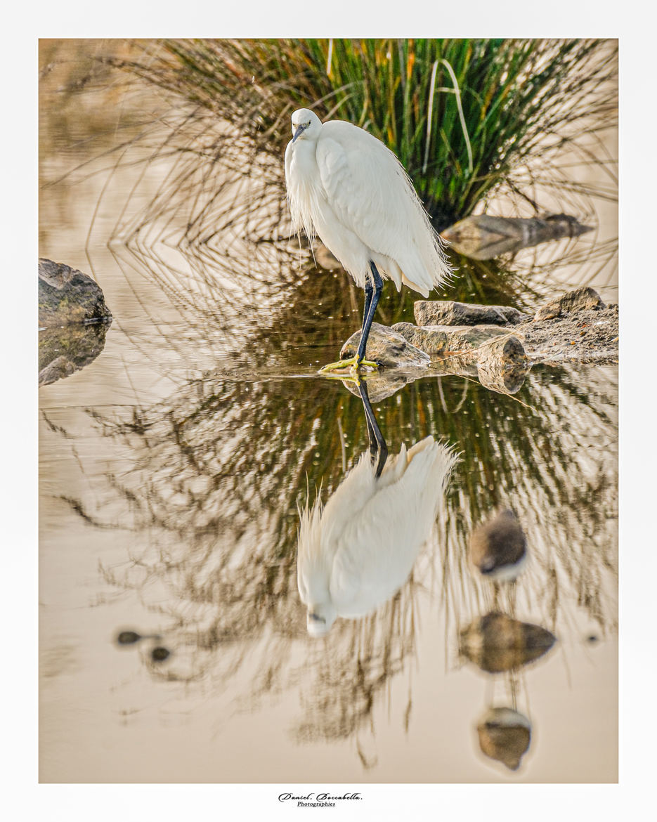 Aigrette garzette et son miroir